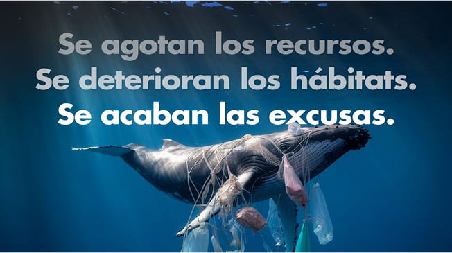 Ballena entre plásticos y redes